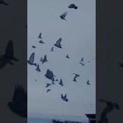 Не Жалейте Хлеб Для Голубей