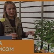 Физалис Выращивание И Уход С 7Цветов