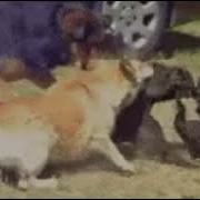 Собаки Разнимают Дерущихся Котов