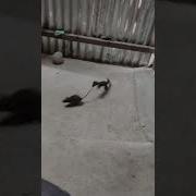 Бой Между Лаской И Крысой