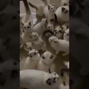 Милые Коты Дота 2