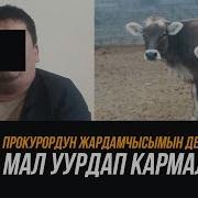 Прокурордун Жардамчысымын Деген Адам Мал Уурдап Кармалды