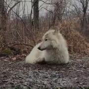 Белый Волк Воет
