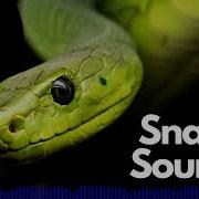 Snake Sound Effects