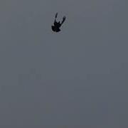 Николаевские Голуби Полет Большие Салы