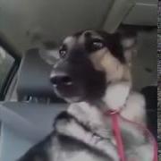 Собака Танцует Ушами Dancing Dog Ears