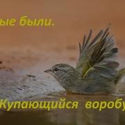 Воробушек Купается