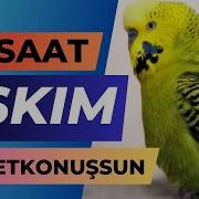 Aşkim Kuş Sesi