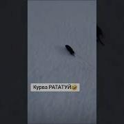 Рататуй Тик Ток