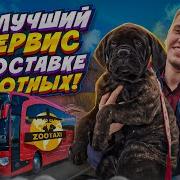 Такси Для Животных