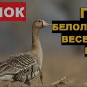 Гусь Белолоб Базар