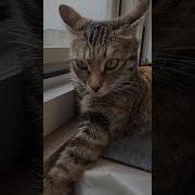Выражения Про Котов