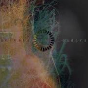 Animals As Leaders Cafo Band Orchestra Mix