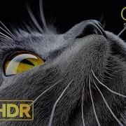 Скачать Клипы Бесплатно