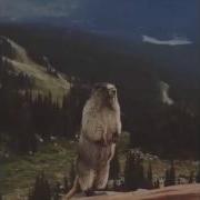 Marmot Shouts Сурок Кричит