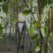 Времена Года Чайковский