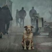 Клип Про Преданность Собак До Слёз