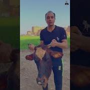 زبح العجول والعيد