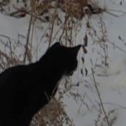 Кошка Ловит Мышь В Прыжке