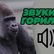 Звук Гориллы