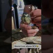 Пидорасы Атакуют
