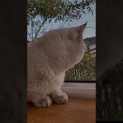 Они Только Что Поели Пюре