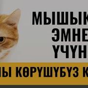 Бир Мышыкты Бир Мышык
