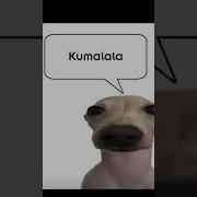 Кумала Кумала Мем