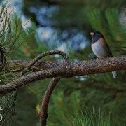 Singing Birds Natural Bird Sounds