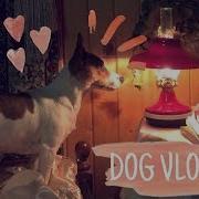 Dog Vlog Мы С Майлой На Даче Майла Играет Посиделки Дома