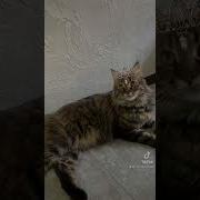 В Смысле Корону Снять