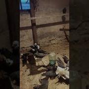 Бой Голубей Прям В Голубятне