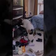 Китикет Нашел А Где Канфеты