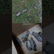 Пьяный И Счастливой