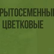 Покрытосеменные Или Цветковые Видеоурок По Биологии 5 Класс