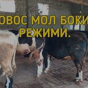 Новос Мол Бокиш Режими