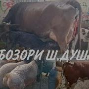 Асп Бозор Ленский Район