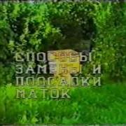 Пчёлы Разведение И Содержание
