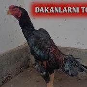 Dakan Farg Ona