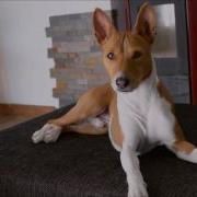 Basenji Talk