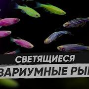 Под Какими Лампами Светятся Флуоресцентные Рыбки