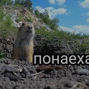Злобный Смех Суслика