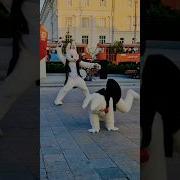 Галибри И Мавик С