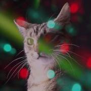 Cats Rave