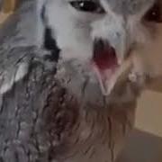 Сова Эээ