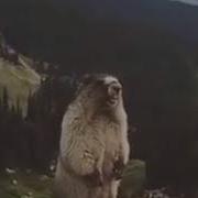 Барсук Кричит Ааааааааааа