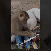 Кореша Вы Мои Кореша