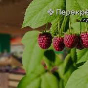 Перекресток Малина Реклама