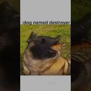 Dog With Butterfly On Nose Song