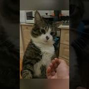 Кусь Кот